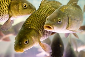 Четвертая мафия мира: почему в великой морской державе безумные цены на рыбу