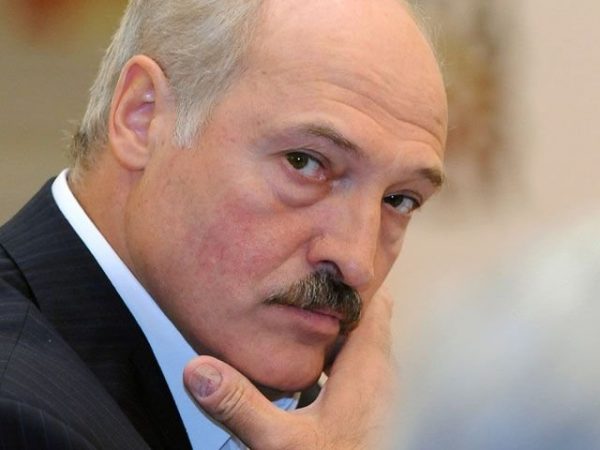 Почему Лукашенко поочередно бодает двух коров?