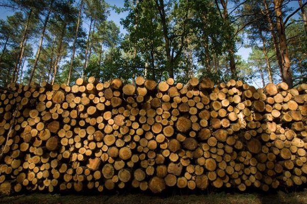 Безвиз в обмен на оставшиеся богатства: Украина отдает леса за бесценок