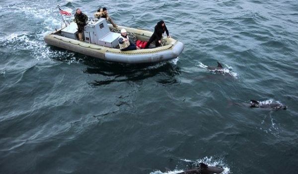 Кольчатые нерпы и морские зайцы-убийцы: какие животные пополнят подводный спецназ РФ