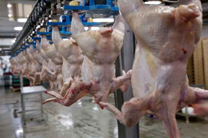 Куриное мясо в России оказалось опасным для здоровья