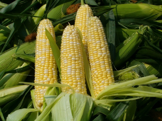 Россия может запретить поставки кукурузы из США