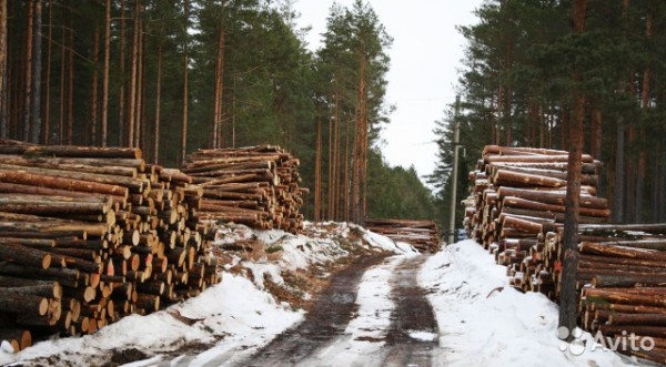 Правительство решило легализовать незаконно застроенные лесные участки