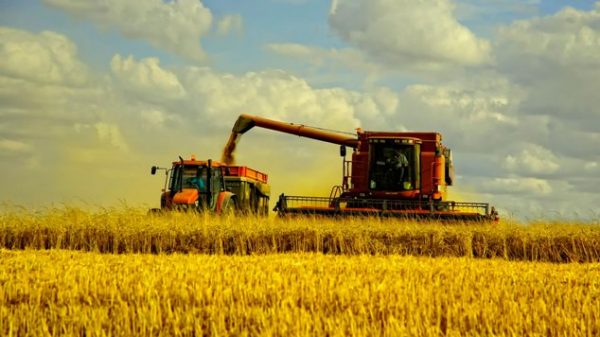 Небывалый урожай выйдет боком аграриям и потребителям