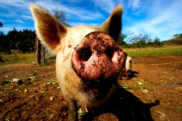 Глобальное свинство: ВТО показала свое "рыло"