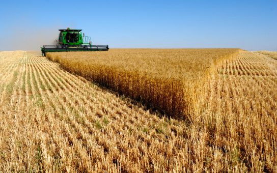 Мировое производство зерновых уменьшится из-за неблагоприятной погоды в России